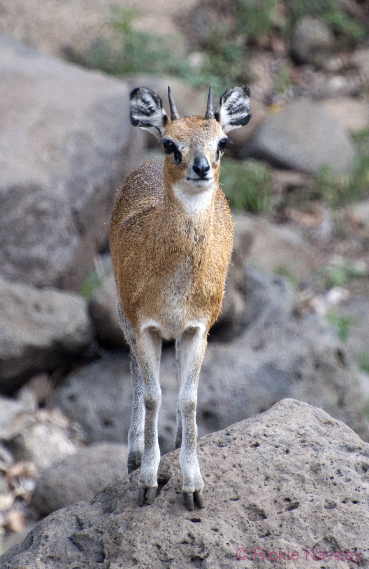 Lake Manyara 140205