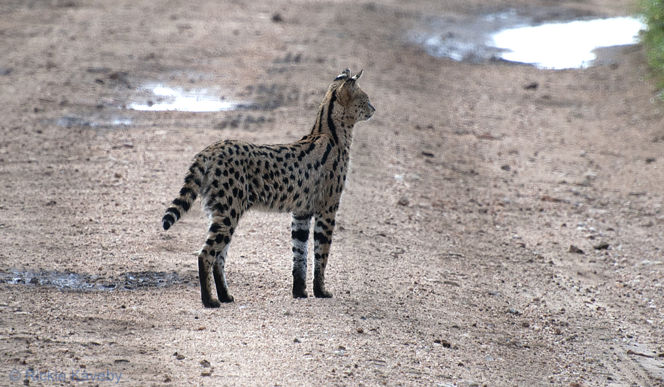 Serengeti 20140207, dag 3 av Safaridagboken