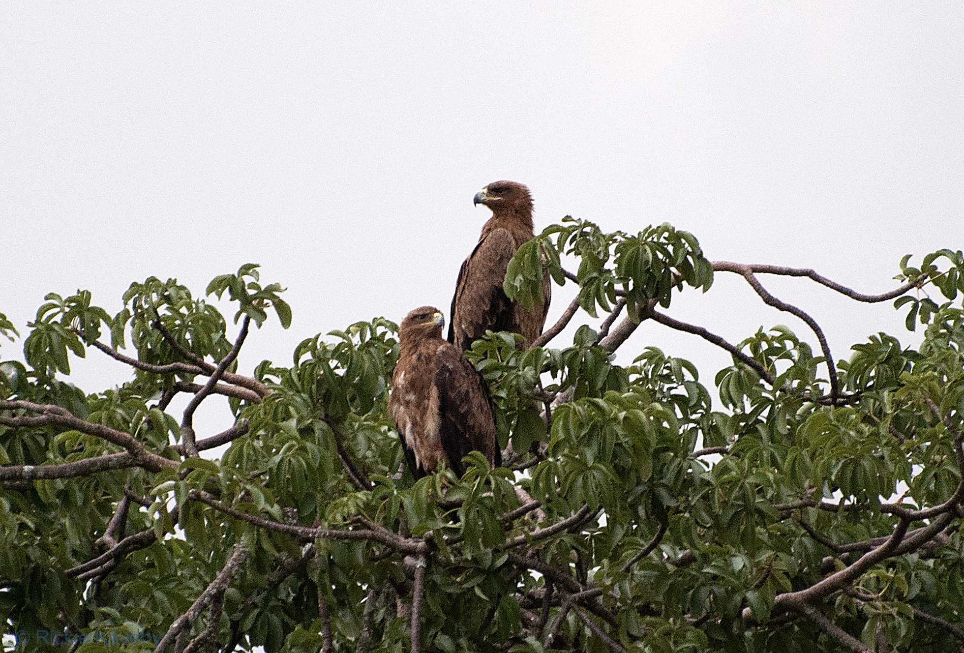 Tarangire 140210