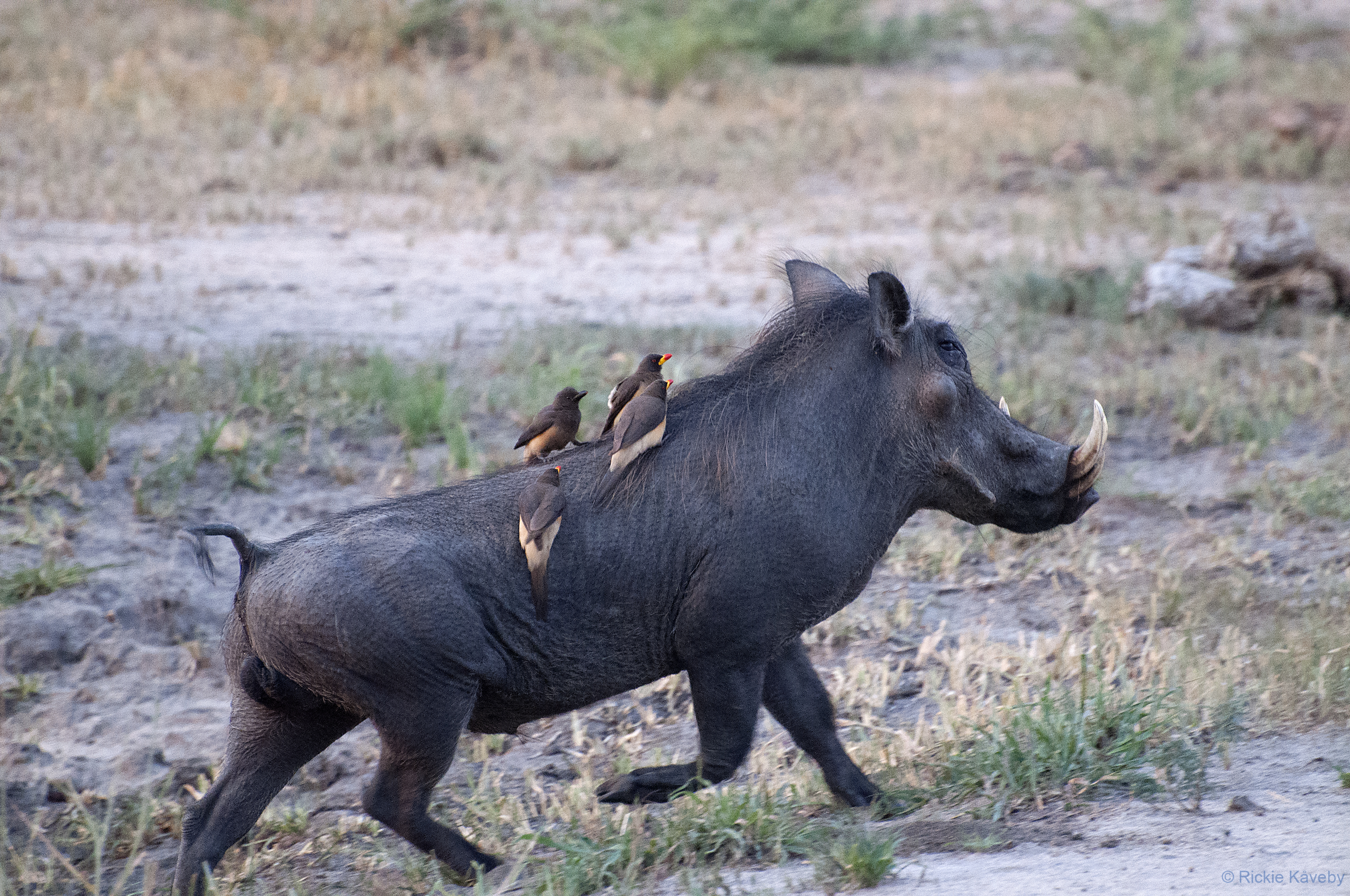 Tarangire 140211