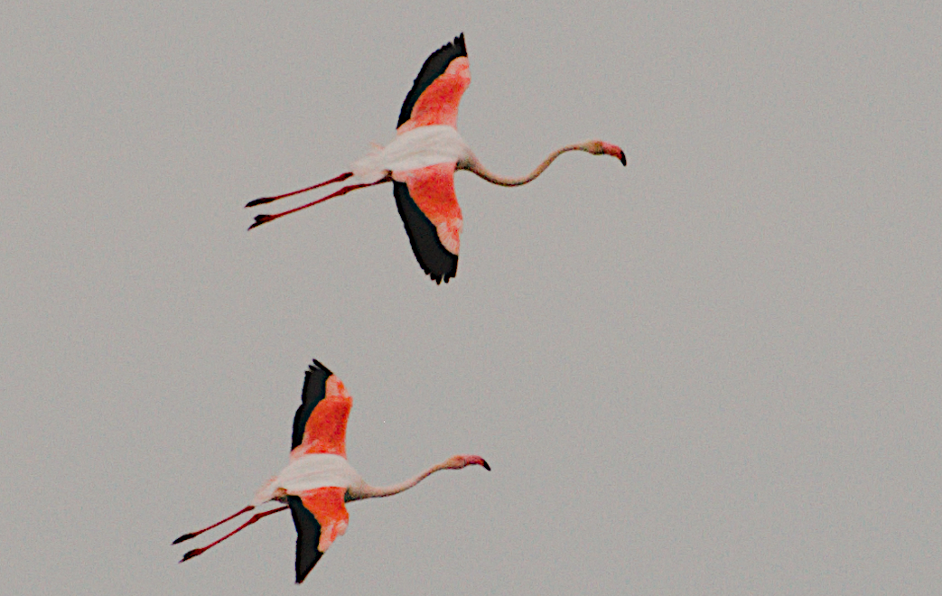 Flamingos